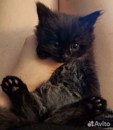 Пакля в поисках апартаментов :)