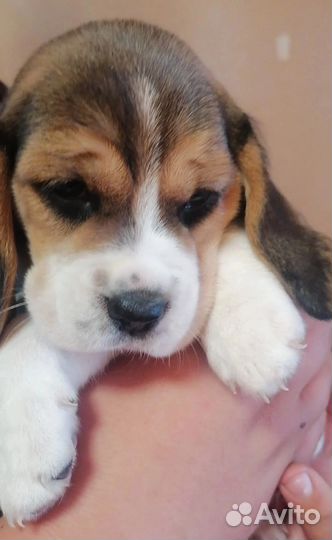 Щенок (бигль)