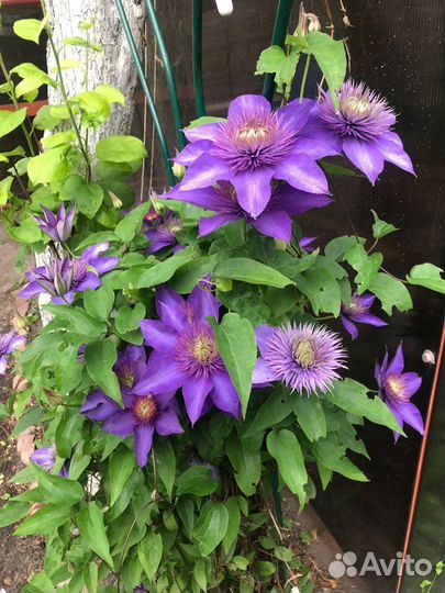 Клематисы многолетние цветы