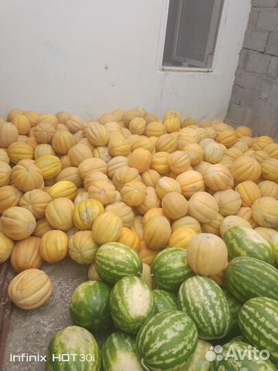 Дыня оптом