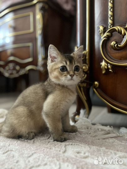 Золотая шиншилла