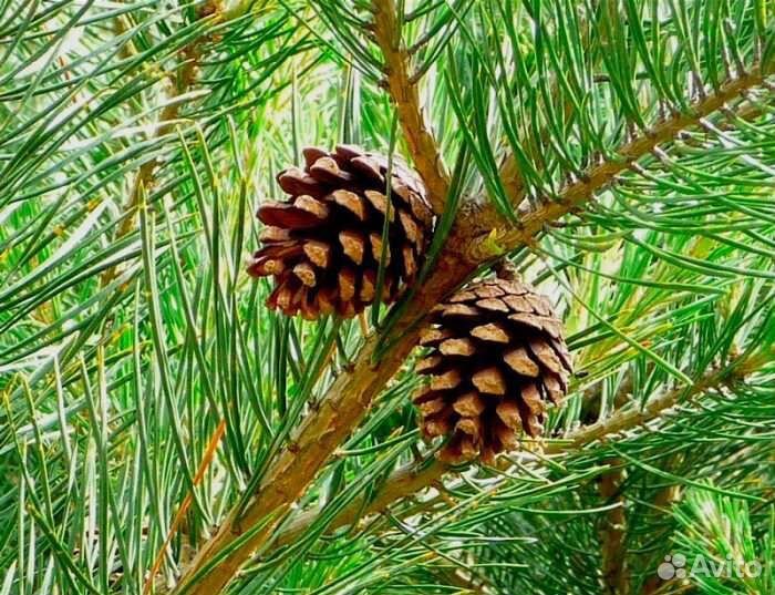 Мелкохвойные семена