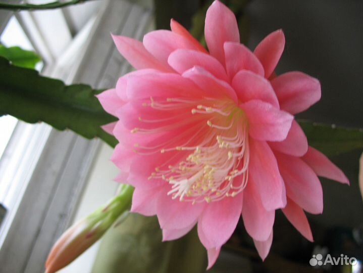 Селеницереус гибридный редкий розовый