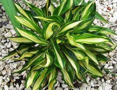 Хосты сортовые (с зкс) часть 3