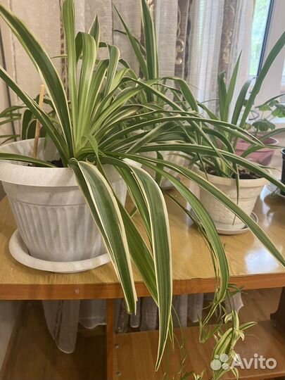 Хлорофитум