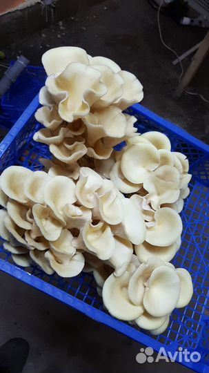 Грибные блоки вешенки