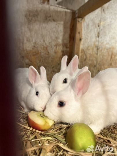 Декоративные карликовые кролики