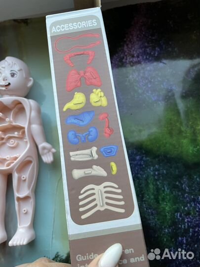 Игровой набор тело человека