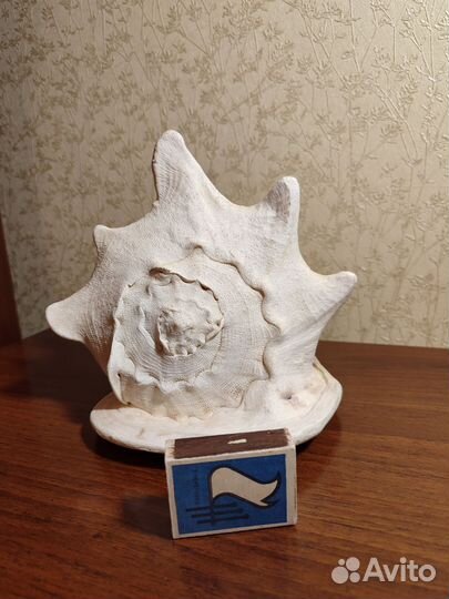 Огромная морская раковина