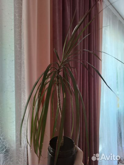 Пальма драцена