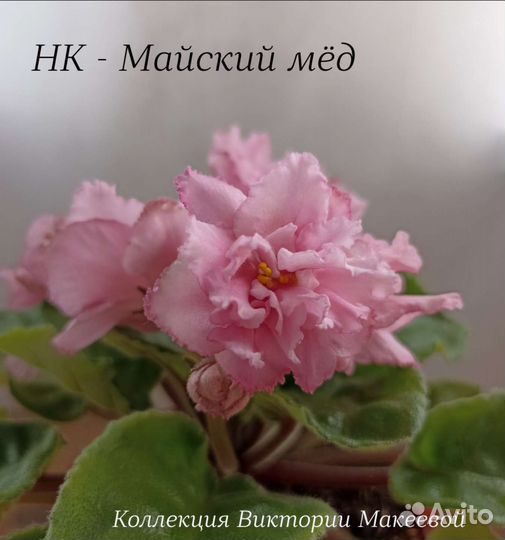 Продам излишки сортовых фиалок