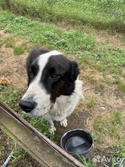 Отдам Среднеазиатская овчарка