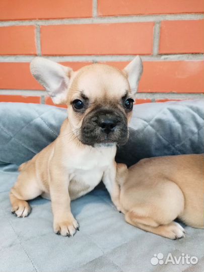 Щенки французского бульдога