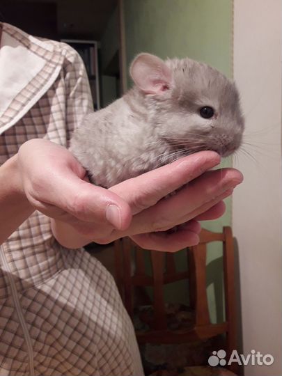 Шиншилла