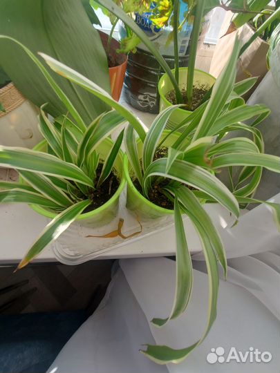 Хлорофитум