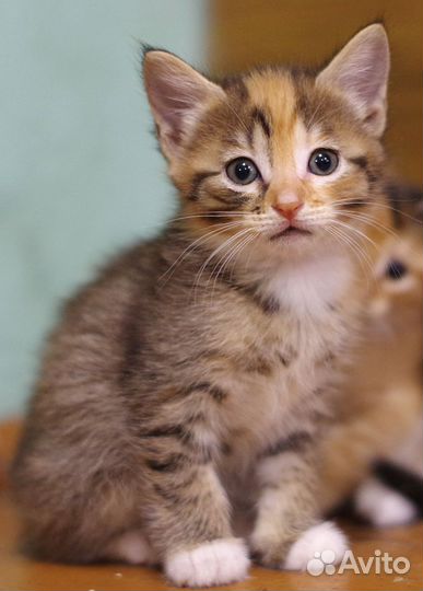 Кошечка тайдай