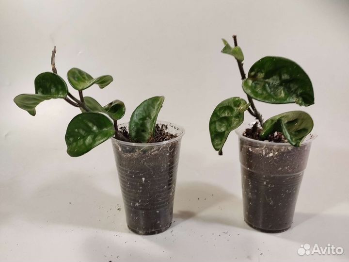 Хойя carnosa krinkle 8