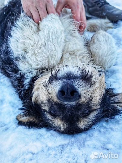 Лохматый щенок хорошим людям