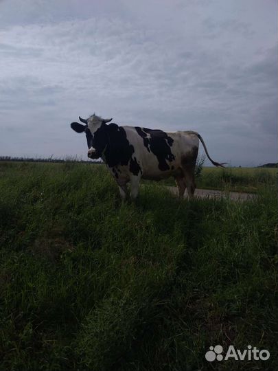 Корова стельная дойная