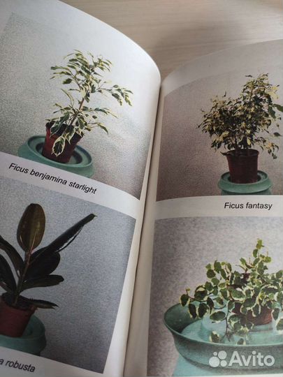 Книги фиалки, бегония, фикусы, монстера
