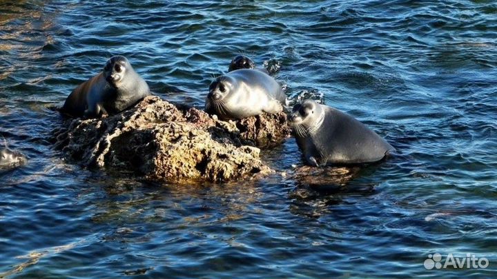 Тур поездка Байкал летом от 5 до 9