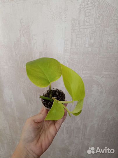 Сциндапсус