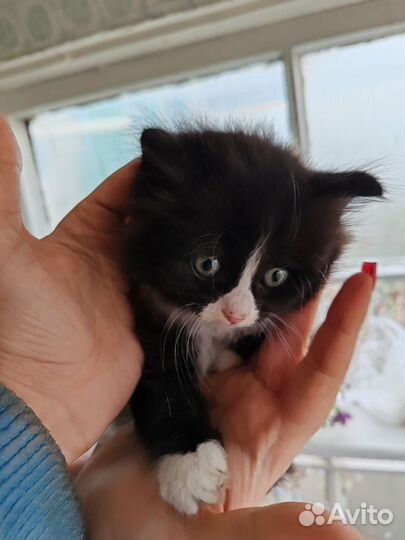 Отдам котенка в добрые руки