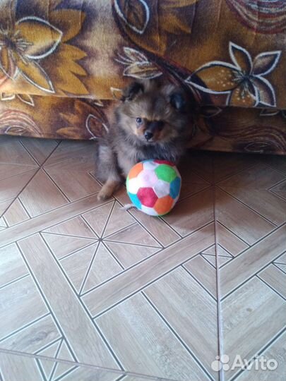 Померанский шпиц