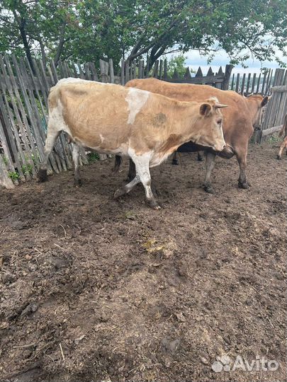 Коровы дойные молочные