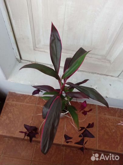 Сбор комнатных растений