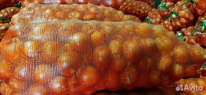 Лук репчатый, Оптом и в розницу