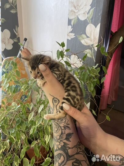 Бенгальская кошка