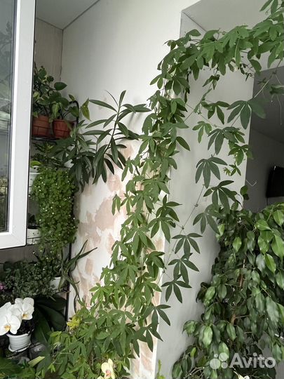 Комнатные растения цветы