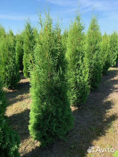 Туи 1.81м оптом без посредников из питомника