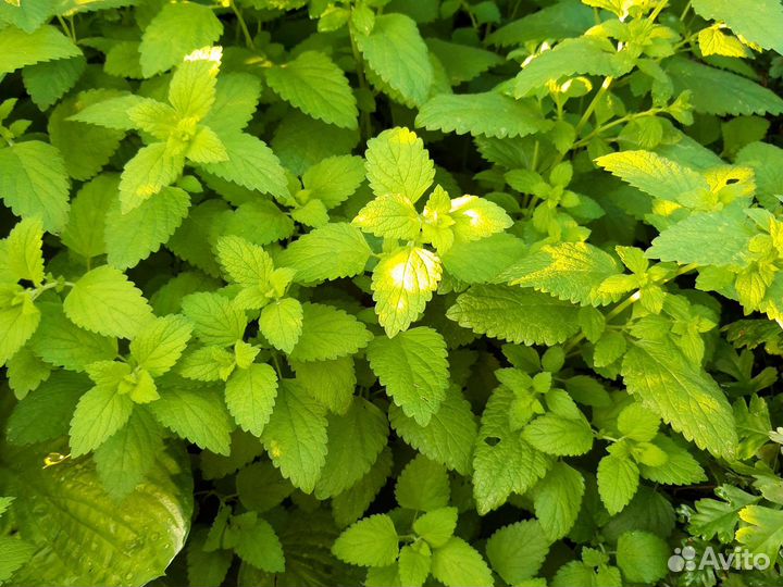 Хоста, бадан, мелисса