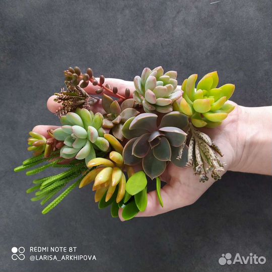 Наборы черенков суккулентов