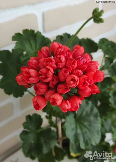 Пеларгонии сортовые