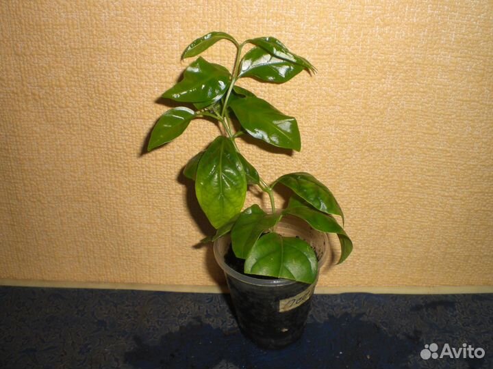 Меза китайская, холмскиолдия и др