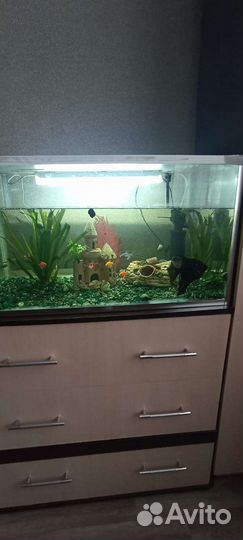 Аквариум