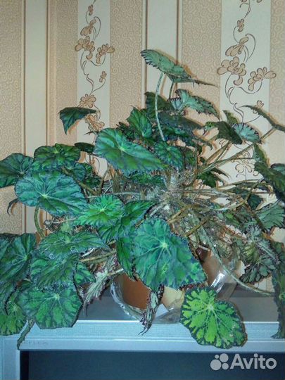 Полка для цветов