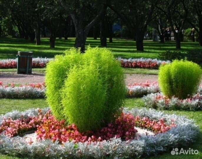 Кохия,флоксы, молочай кипарисовый, Виола