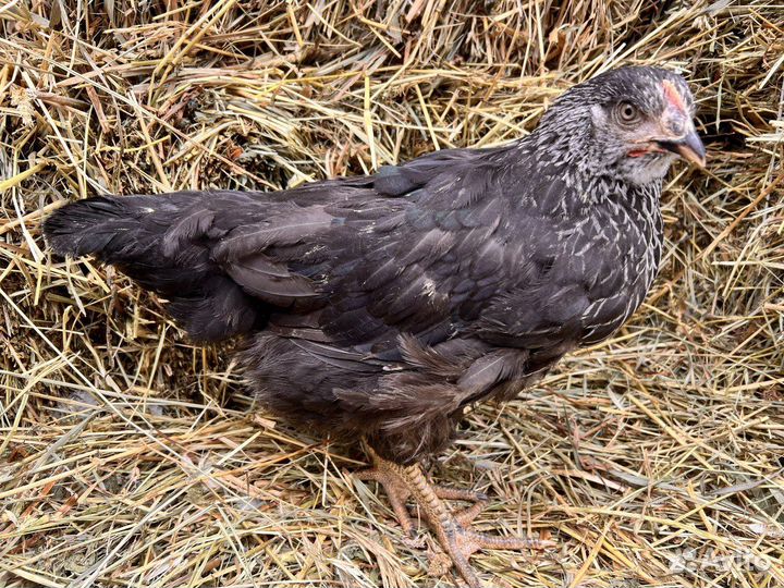 Kуpы молодки