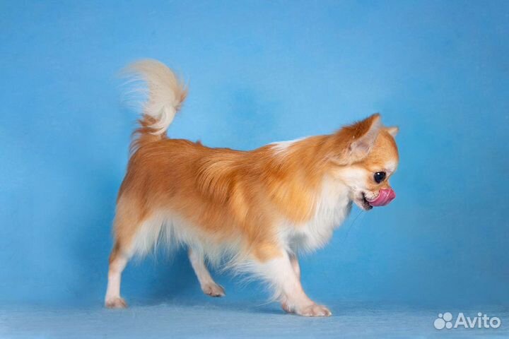 Чихуахуа щенок подросток кобель длинношерстный