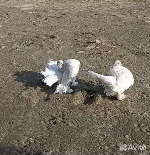 Ростовские статные голуби