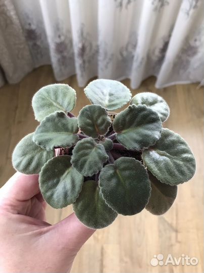 Фиалка Optimara и др