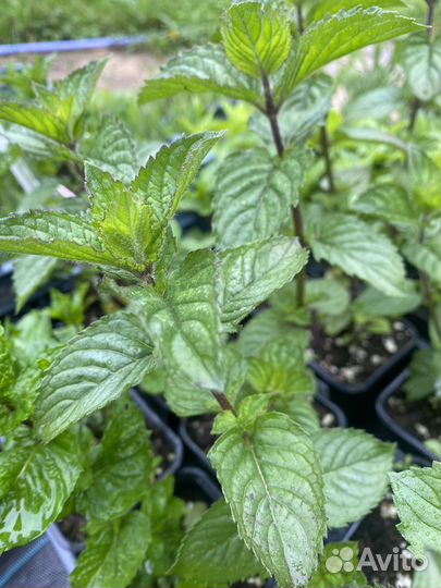 Мята сортовая