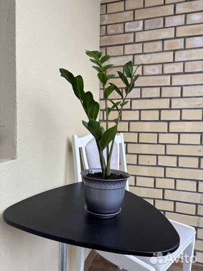 Замиокулькас, драцена, комнатные растения