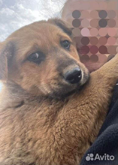 Рыжий щенок