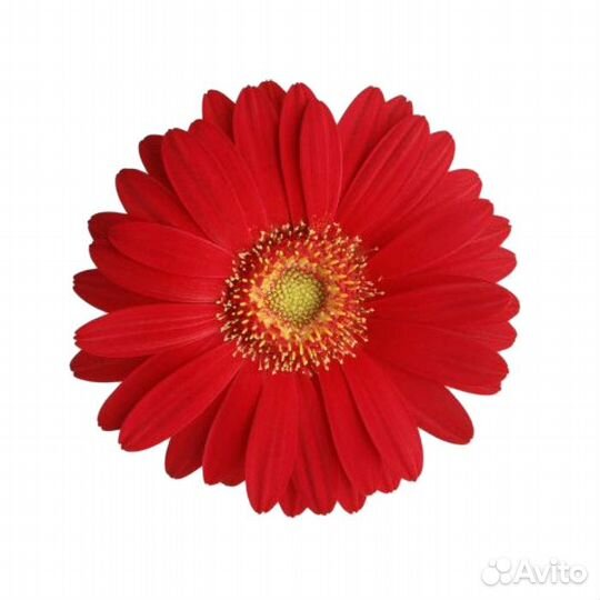 Красная гербера