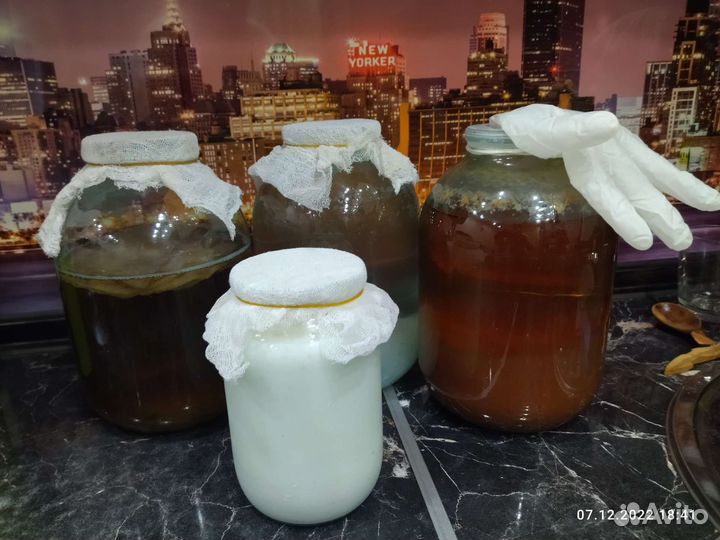 Индийский морской рис, чайный,молочный,винный гриб